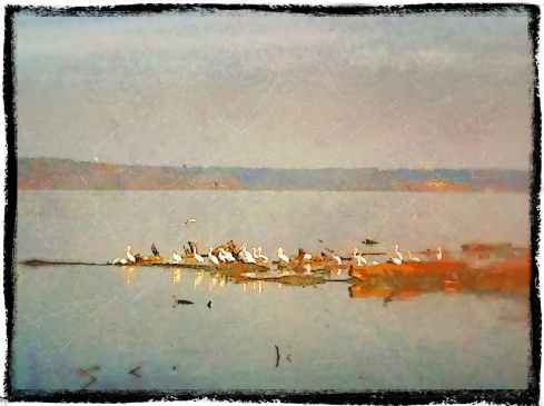Pelicans on the Mississippi River near Keokuk, Iowa