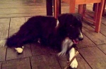 Ziggy the 3-legged border collie is the official mascot of the Pickled Parrot -- if you don't count the parrots.
